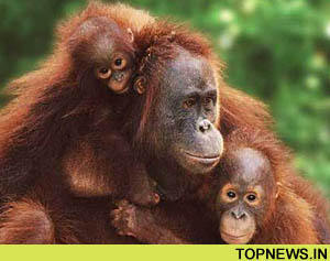 New orangutan population discovered in Indonesia